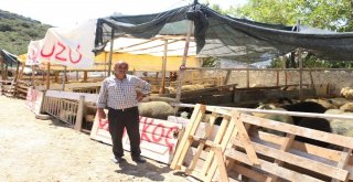 Kuşadasında Kurban Bayramı Hazırlıkları Tamamlandı