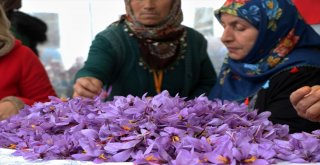 Kırmızı Altın Safran İçin Hasat Etkinliği Düzenlendi