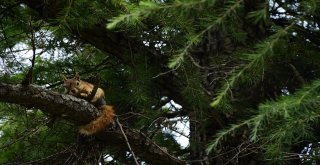 Troya Tarihi Milli Parkında Yaralı Bulunan Yavru Sincaplar Tedavi Edildi