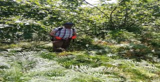 Üreticilerin, Fındık Hasadı Öncesi Yabani Ot Ve Dip Temizliği