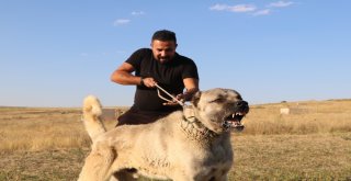 İtalyanlar Kurt Saldırılarından Kangal İle Korunacak