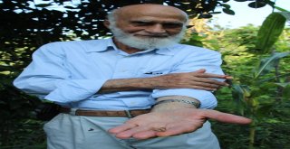 ‘Vampir Kelebeğinin Biyolojik Silah Olabileceği İddiası