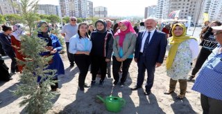 Kocasinanda Doğaya Hanımeli Değdi