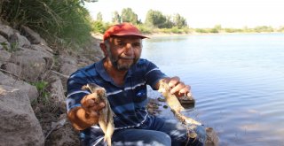 Avlamak İstedikleri Balıkları Karada Buldular