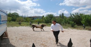 Uygulama Noktasında Durdurulan Kamyonetteki Boğa Kaçtı