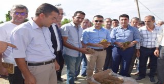 Kozlukta 45 Çiftçiye Çilek Fidesi Dağıtıldı