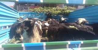 Fiyatlar Yüksek Olunca Vatandaş Keçiye Yöneldi