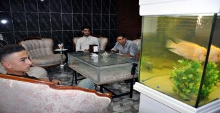 Bu Kafenin Müşterilerine 300 Canlı Balık Eşlik Ediyor