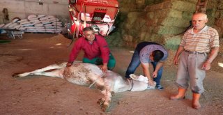 Yozgatlı Kasaptan Kurban Yatırma Tekniği