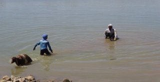 Gerçüşte Sıcaktan Bunalan Hayvanlarını Serinletiyorlar