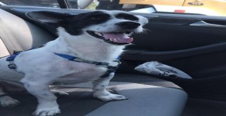 Kaybolan Köpeğini Ağlayarak Çektiği Videoyla Arıyor