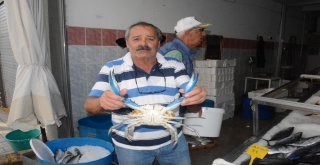 Sinopta Balıkçıların Ağlarına Mavi Yengeç Takıldı