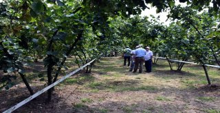 Ferrero, Fındık Üreticilerini Bahçelerde Bilgilendiriyor