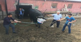 İki Tonluk Boğa, Otomobil Fiyatına Alıcı Bekliyor