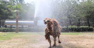Hayvan Parkındaki Hayvanlara Sıcak Ayarı