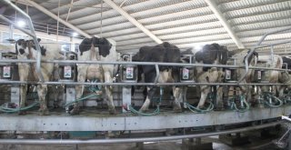 Afyonkarahisarda Avrupa Standartlarında Süt Üretiliyor