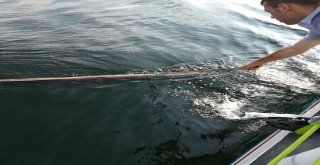 Denizler Ve Sahiller Artık Daha Temiz