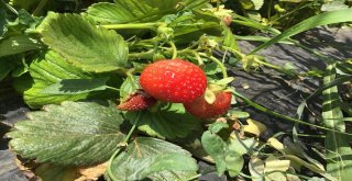 Genç Çiftçi Tut İlçesinde Doğal Çilek Yetiştirmeye Başladı