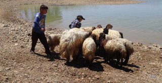 Gerçüşte Sıcaktan Bunalan Hayvanlarını Serinletiyorlar