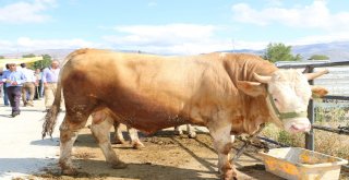 İl Müdürü Şahin Kurbanlık Hayvan Satış Yerlerini Denetledi