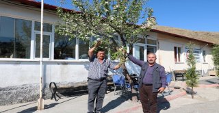 Mevsimini Şaşıran Elma Ağacı Çiçek Açtı