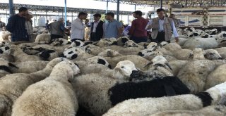 Siverekte Kurbanlıklar Pazara İndi