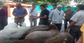 Bulanıkta Kurbanlık Satışlarında Durgunluk