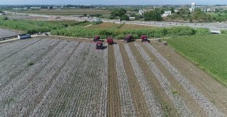Antalyada Beyaz Altında Hasat Başladı