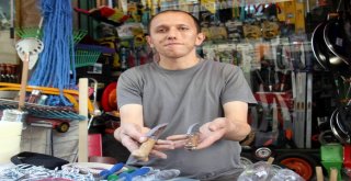 Harita Mühendisi, Dedesine Yardım İçin Bıçak Biliyor