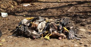 Orduda Metrekareye 108 Kilo Yağmur Düştü