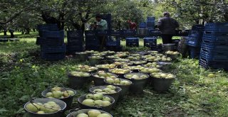 (Özel Haber) Bu Armudun Tanesi 1 Kilo Geliyor