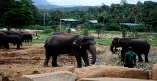 Dünyanın En İlginç Yetimhanesi: Fil Yetimhanesi