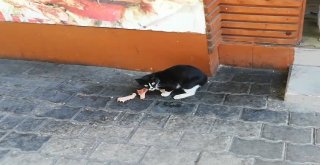 Anne Kedi, Her Gün Dönerciden Yavrularına Et Götürüyor