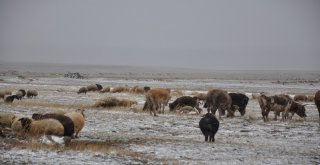 (Özel) Karsta Kar Ve Tipiye Yakalanan Çobanlar Zor Anlar Yaşadı