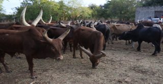 Zanzibarda Kurbanlıklar Kesime Hazır