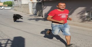 Pazardan Aldığı Keçi Çocuğu Gibi Oldu