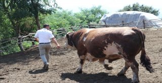 (Özel) 1.5 Tonluk Babayiğit, 41 Bin Tlye Alıcısını Bekliyor