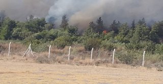 Osmaniyede Orman Yangını