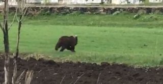 Sarıkamışta Yolunu Kaybeden Boz Ayı Cep Telefonuyla Görüntülendi