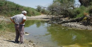 (Özel) Türkiyenin Can Damarı Sakarya Nehri Kurumaya Yüz Tuttu