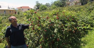 Giresunlu Çiftçi, Yenilikçi Çalışmalarıyla Örnek Oldu