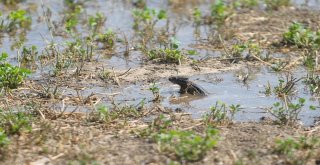 Bursada Tarlaları Fareler İstilâ Etti