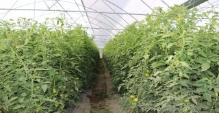 Erzincanda Sera Yatırımları Devam Ediyor