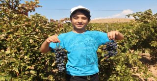 Bağ Bozumu  İşçilerin Ekmek Kapısı Oldu