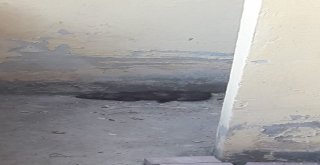 Yaralı Sansar Korumaya Alındı