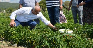 Başkan Tatlıoğlundan Yöre Kadınlarına İstihdam Desteği