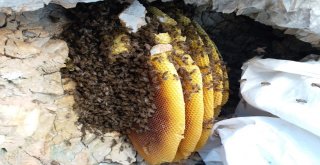 Arıların İzini Sürerek Bal Topluyor