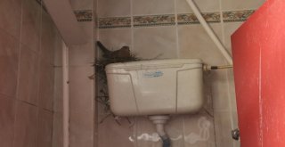 Kumru Helaya Yavruladı