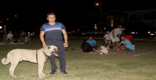 Aracın Arkasına Bağlayıp Sürüklenen Köpek Turizm Zabıtası Oldu