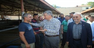 Başkan Yanılmaz, Hayvan Borsasını İnceledi
